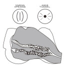 Lovetoy Streetgirls #7 Black