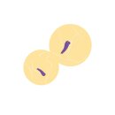 Xocoon SalsaTap Sensation Tapping and Togue Stimulator Violet