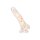 CalExotics Studs Dildo with Suction Cup Multicolour 13.25 cm