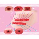 Seiraku Toys Ultimate Aska Mai Torso